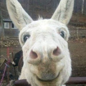 Meet your Posher, HeeHaw